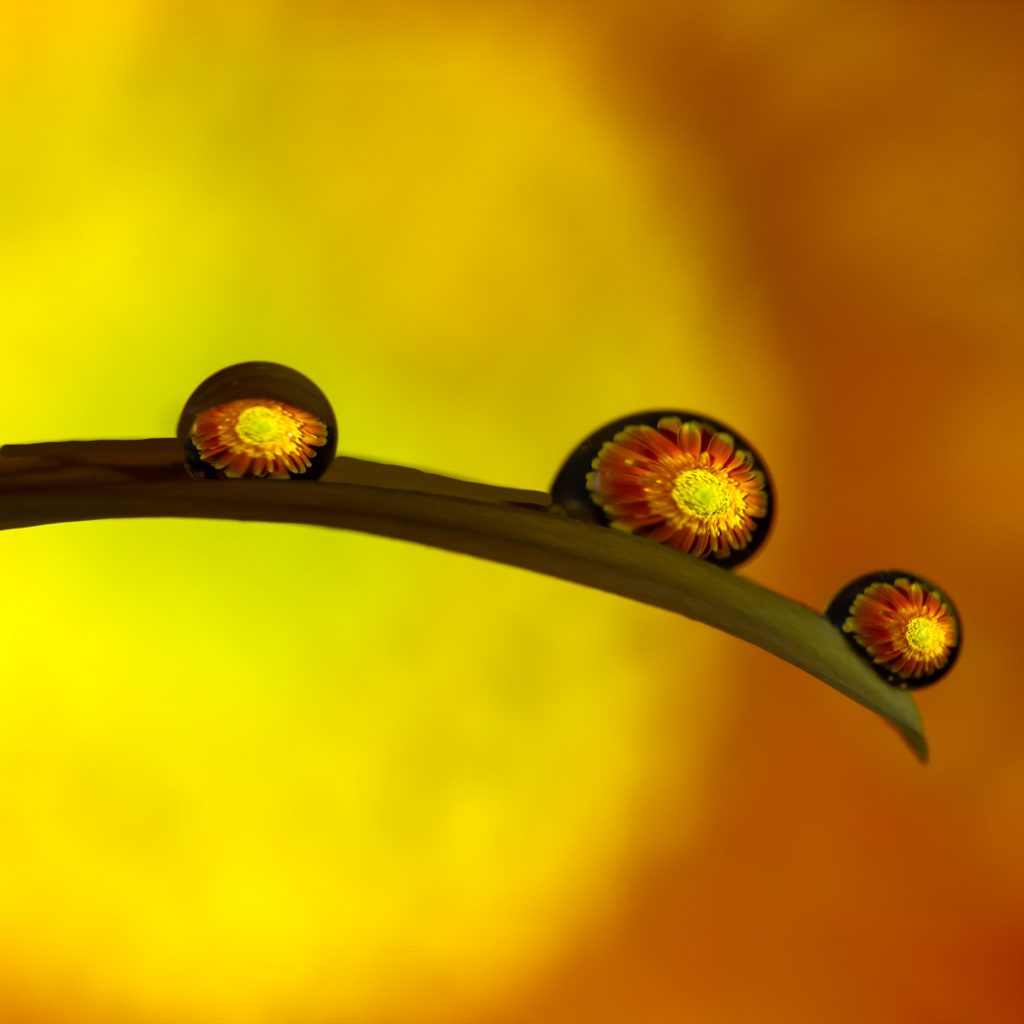 Floral Drops - Alana Starkweather